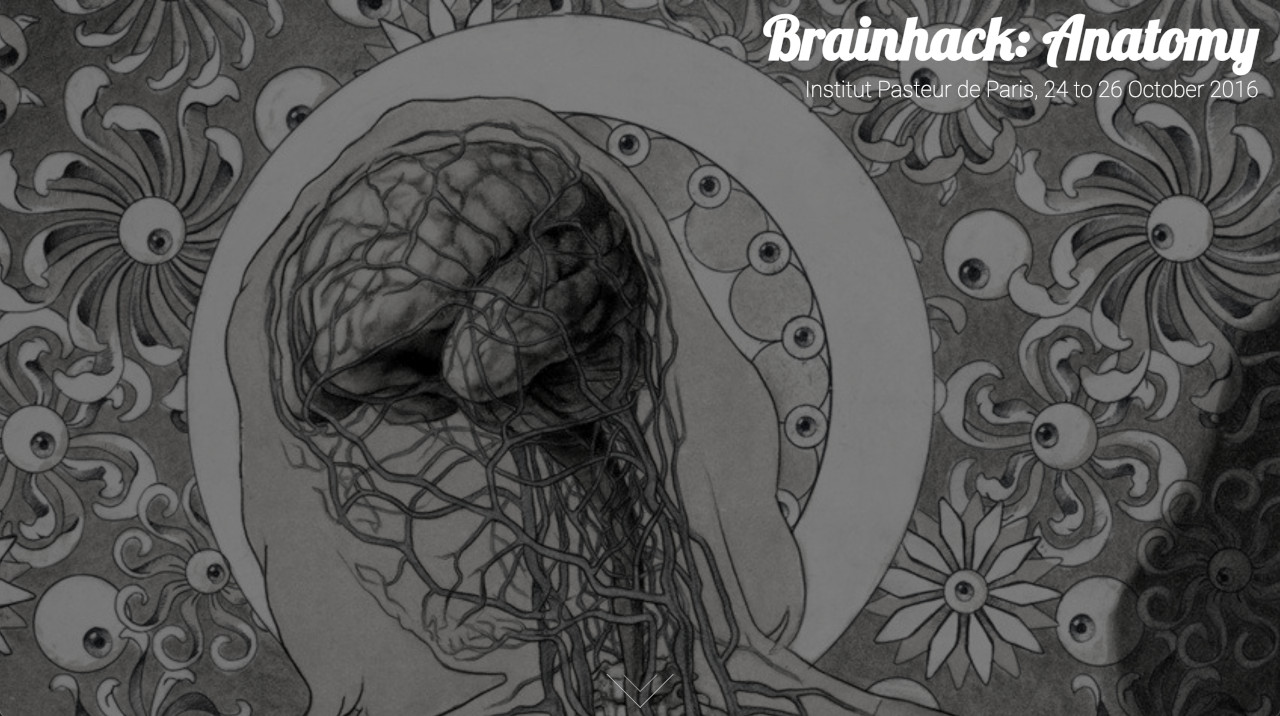 brainhackanatomy