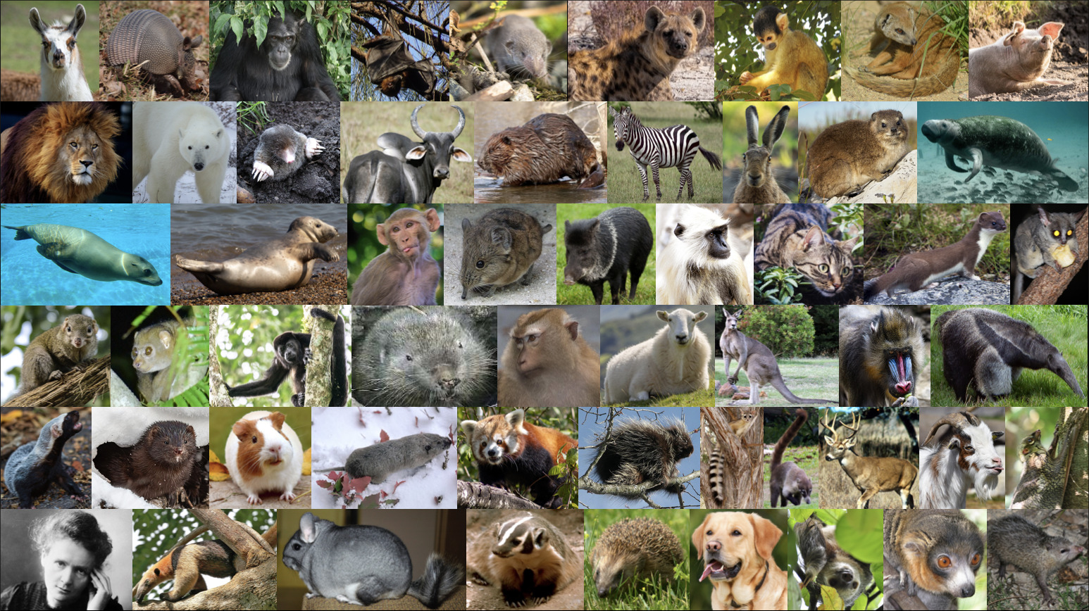 mammals
