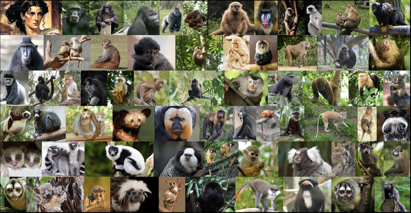 70primates
